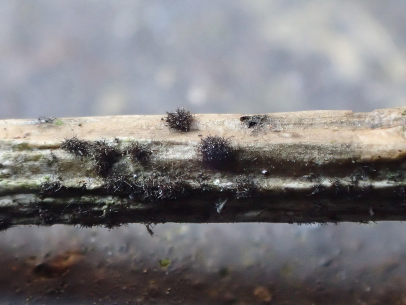 Photo © Sarah Ebdon Corynespora smithii by Sarah Ebdon